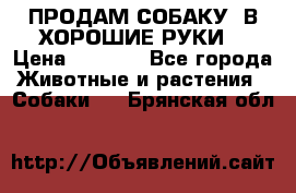 ПРОДАМ СОБАКУ  В ХОРОШИЕ РУКИ  › Цена ­ 4 000 - Все города Животные и растения » Собаки   . Брянская обл.